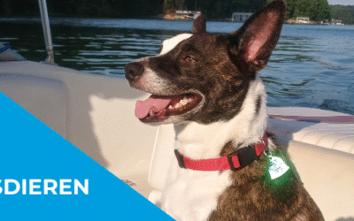 Varen met huisdieren in België: tips voor een geslaagde tocht met je trouwe viervoeter